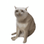 Cash Cat 로고